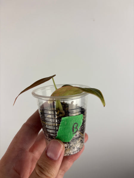 philodendron melanochrysum orange variegated B