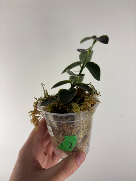 Hoya cumingiana 'Albo 2