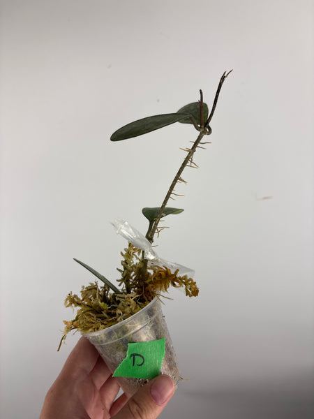 hoya elliptica splash D