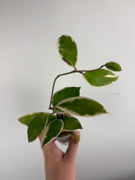 Hoya flamingo dream D