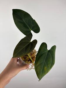 Anthurium hoffmanii x AOS 8