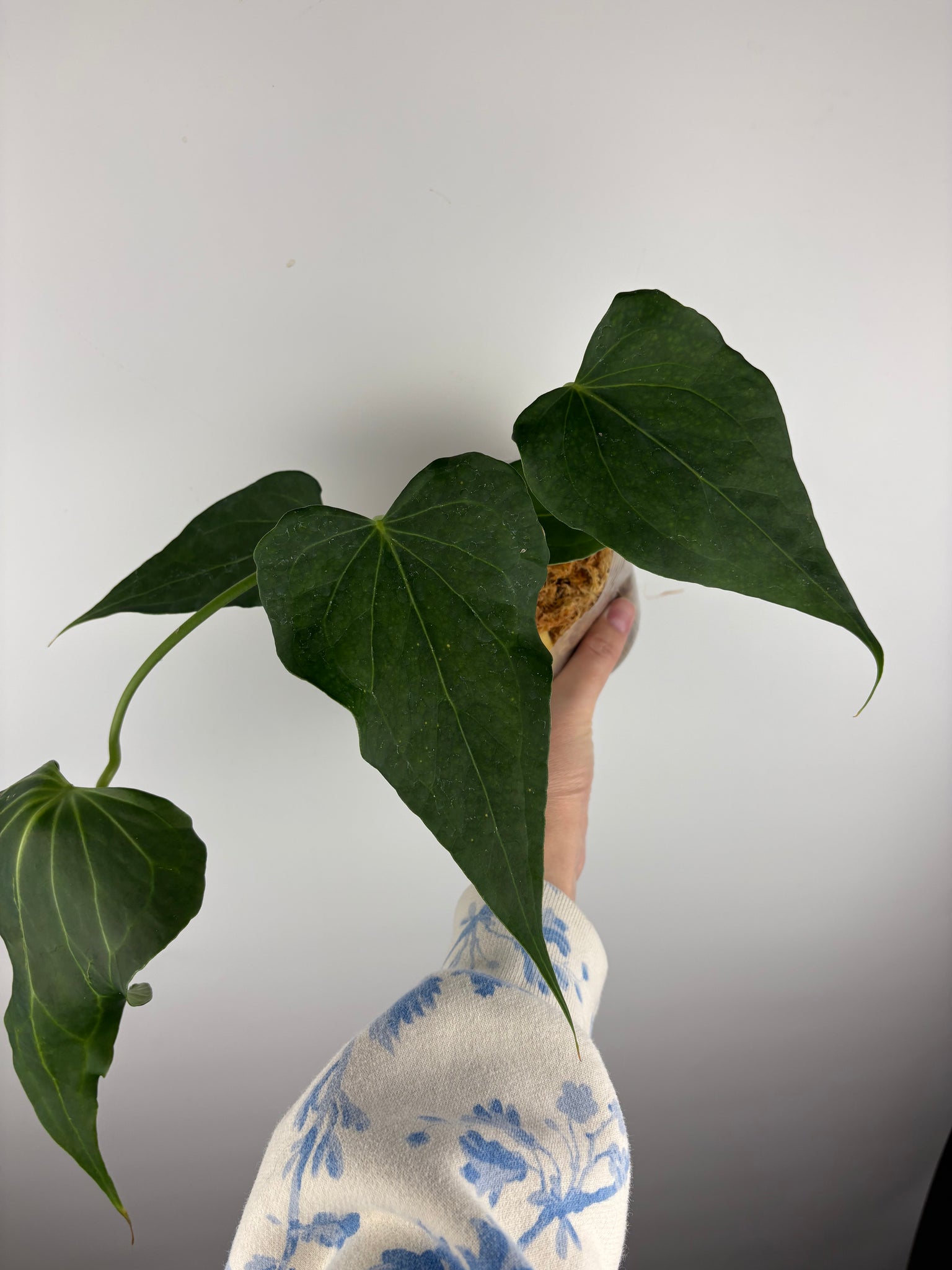 Anthurium delta force E2