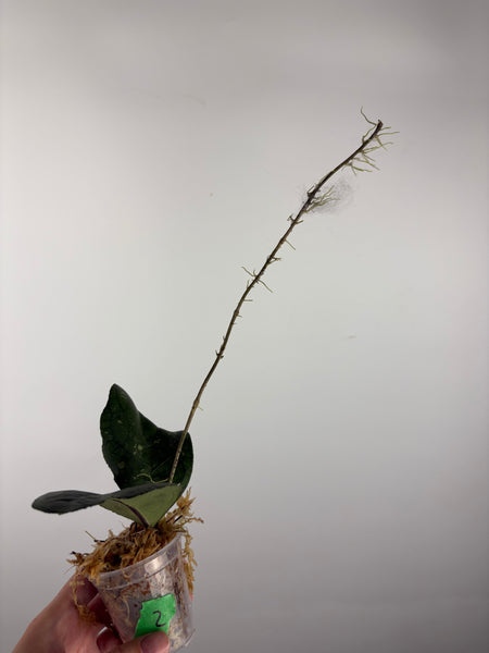 Hoya tanggamus round leaf 2