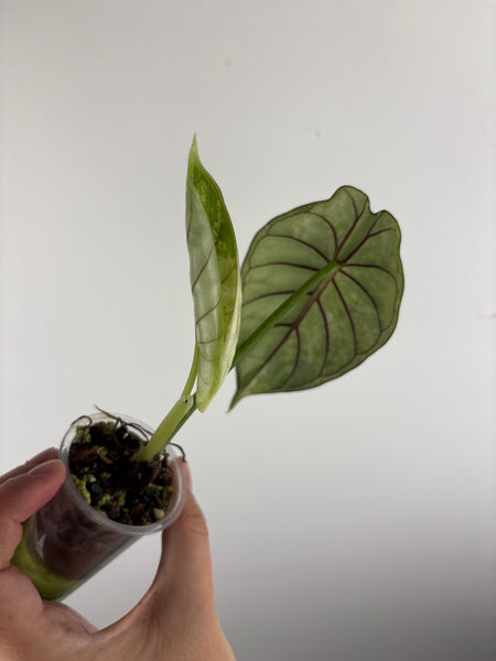 Alocasia dragon scale mint