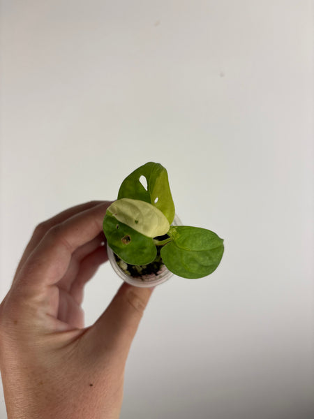 Monstera adansonii variegated C