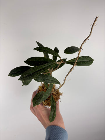 Hoya rigidifolia splash D
