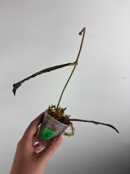 hoya clemensiorum black E