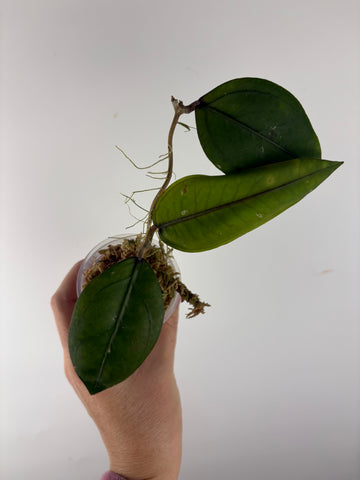 Hoya sp aceh Gomas 3A