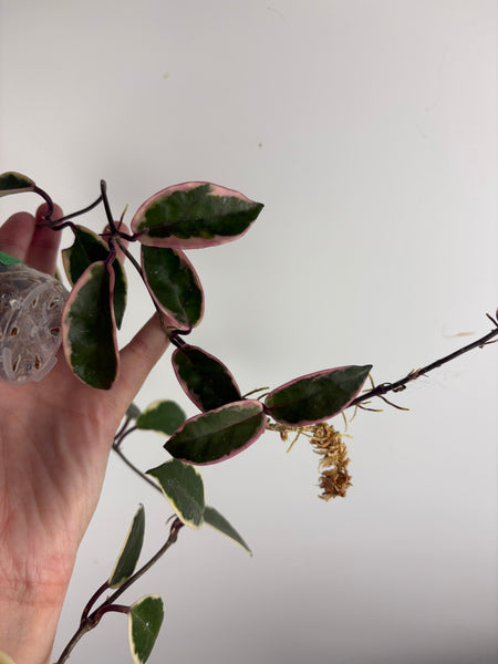 Hoya flamingo dream E