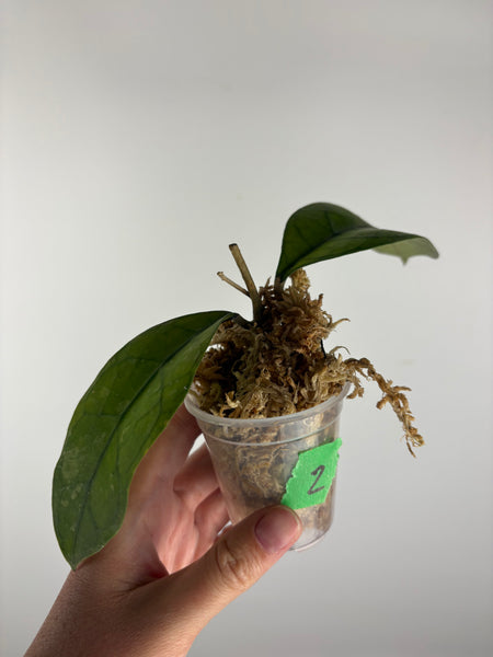 Hoya Clemensiorum Borneo splash 2