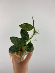 Hoya collina splash 1