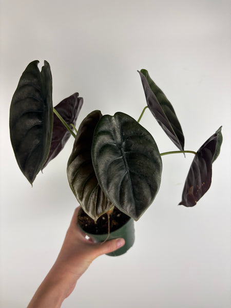 Alocasia cuprea 4 inch