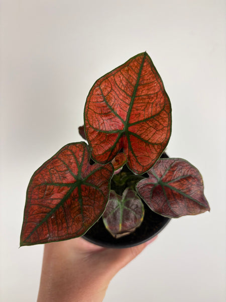Caladium bicolour blazing red 4 inch