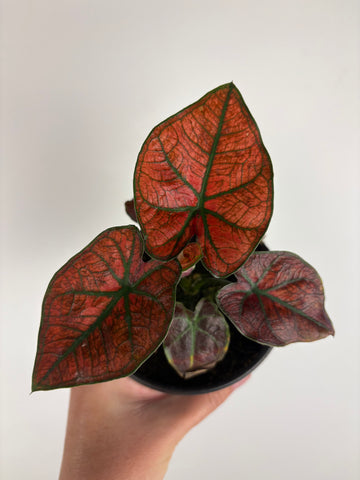 Caladium bicolour blazing red 4 inch