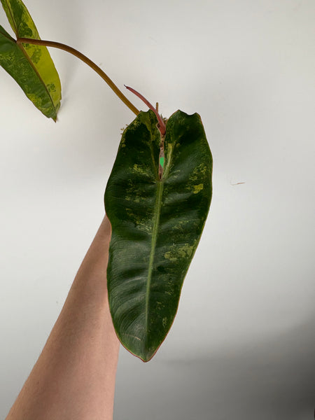 Philodendron billietiae variegated B