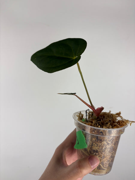 Anthuirum Fort Sherman x blue papi 3