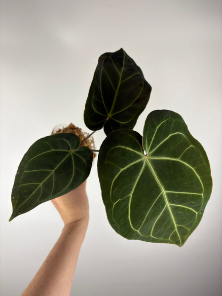 Anthurium magnificum x besseae aff