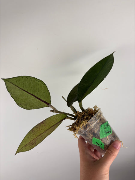 hoya Sp aceh new C