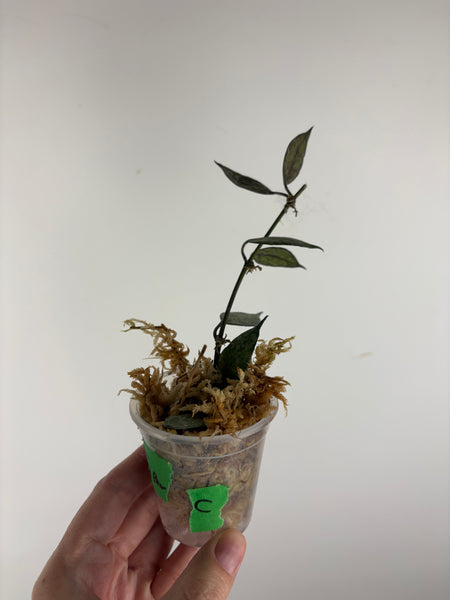 hoya lacunosa black pearl C