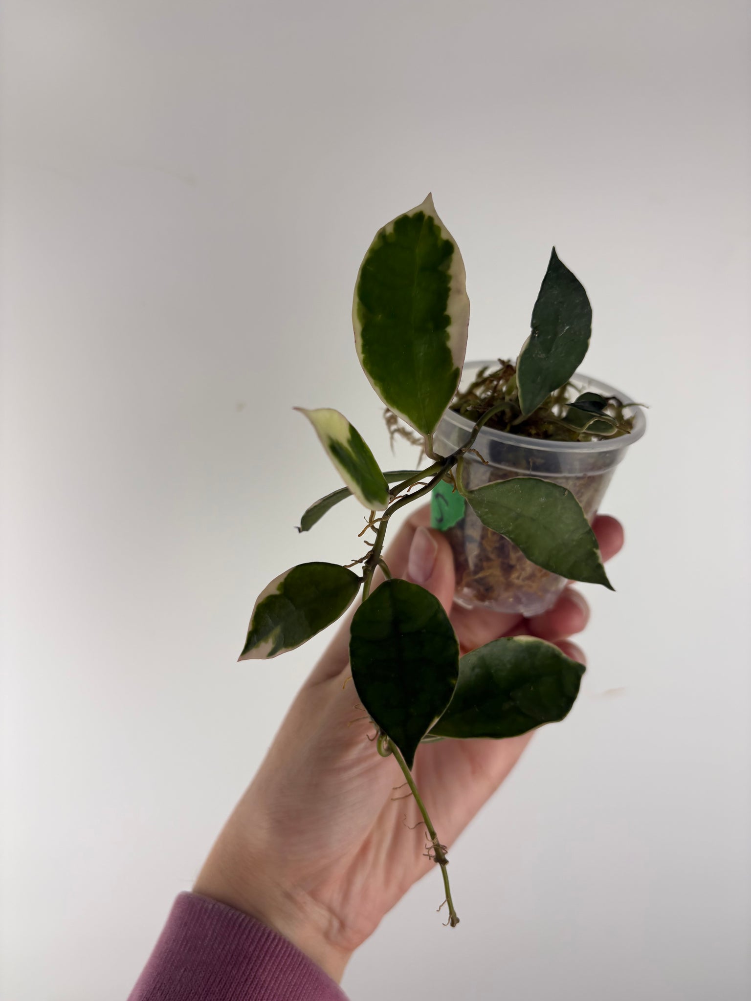 Hoya lacunosa 'Asami' (Wonosobo) 5