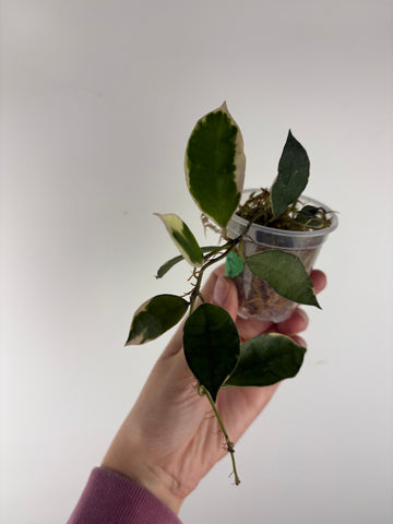 Hoya lacunosa 'Asami' (Wonosobo) 5