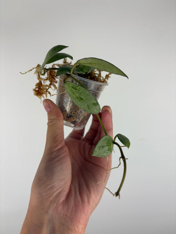 Hoya lacunosa sulcata 10