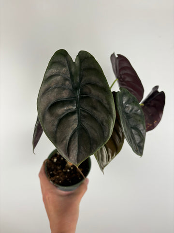Alocasia cuprea 4 inch