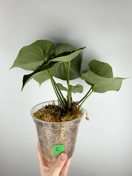 Anthurium King clarinervium hybrid C