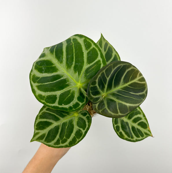 Anthurium silver hope x doryaki c2