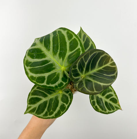 Anthurium silver hope x doryaki c2