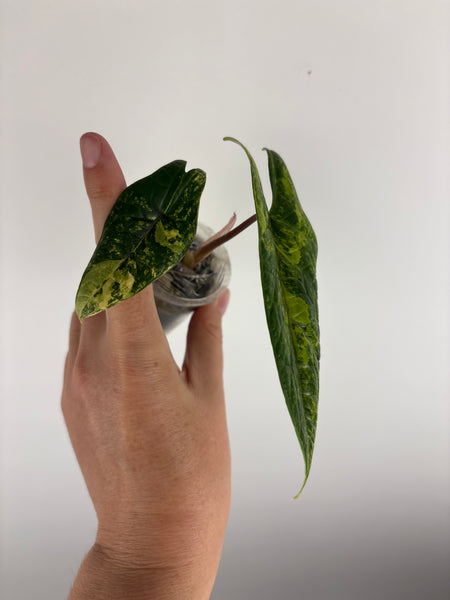 alocasia scalprum aurea variegated