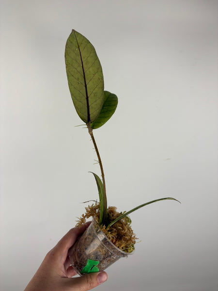 Hoya Meredithii Sp Aceh 1A