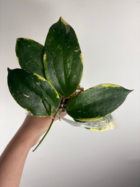 hoya latifolia albomarginata A2