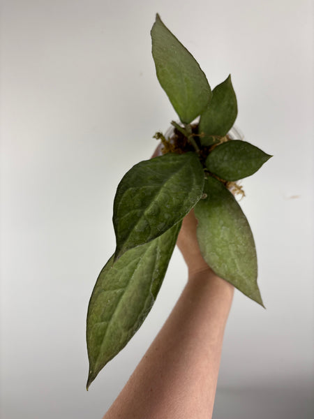 hoya Germany silver