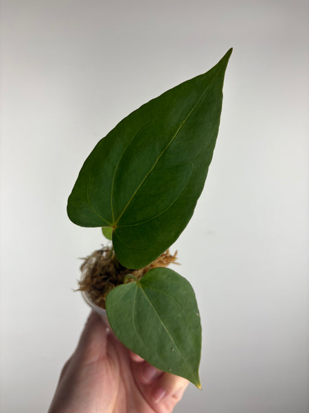 Anthurium dressleri x dark pheonix B