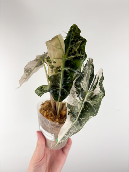 Alocasia amazonica polly variegated C