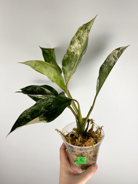 Aglaonema siam jade variegated C