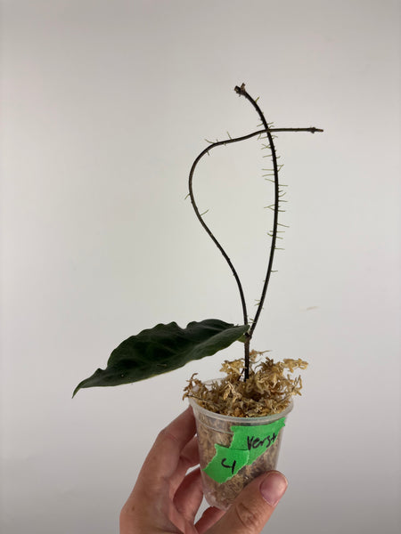 hoya versteegii 4