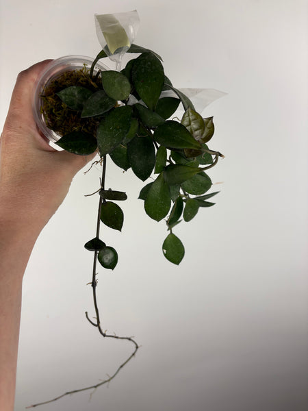 hoya lacunosa black coin B