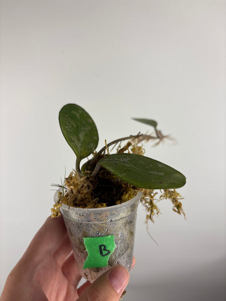 hoya elliptica splash B
