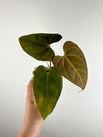 Anthurium BVIT x xone A