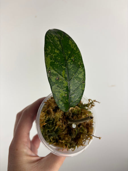 hoya sp aceh mustika 