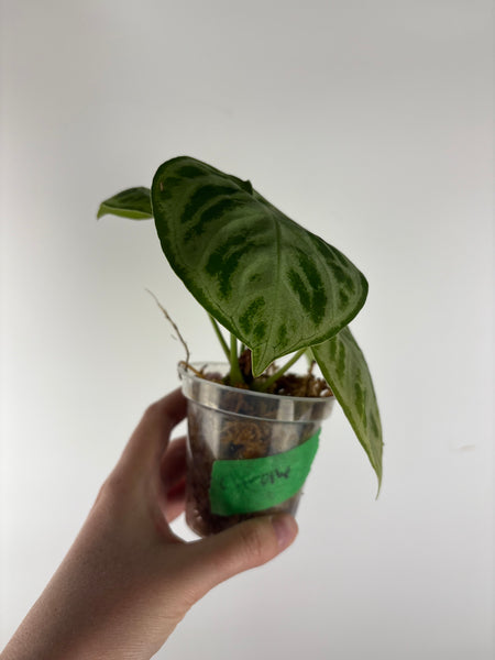 Anthurium Silver Chrome 8 as is