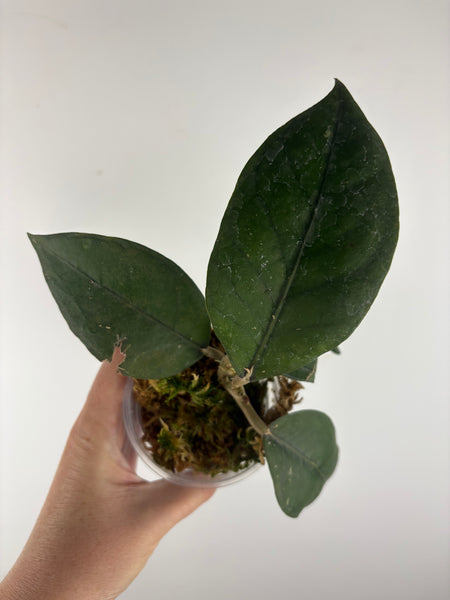 Hoya sp aceh Gomas 1