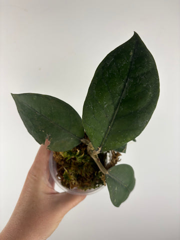 Hoya sp aceh Gomas 1