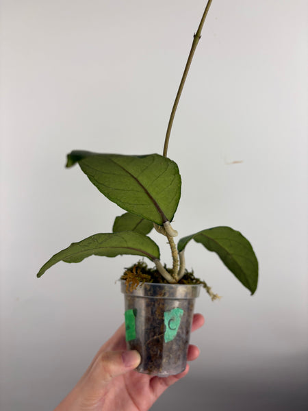 Hoya sp aceh barat