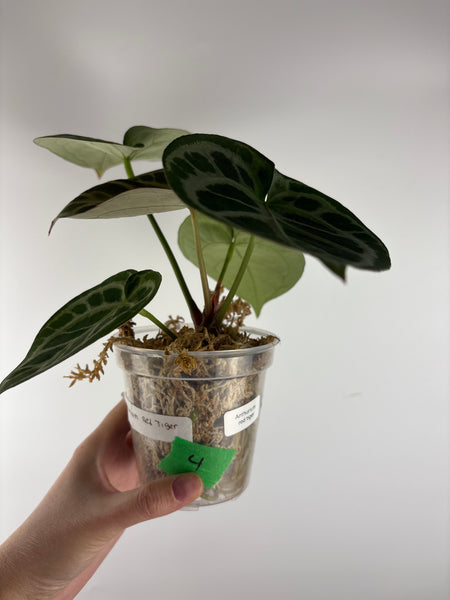 Anthurium red tiger 4