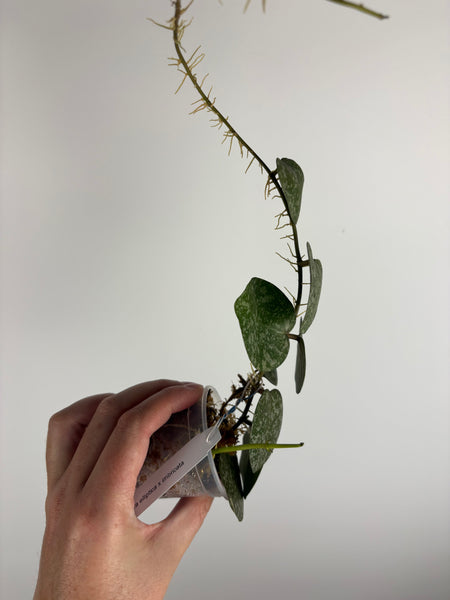 Hoya elliptica x imbricata