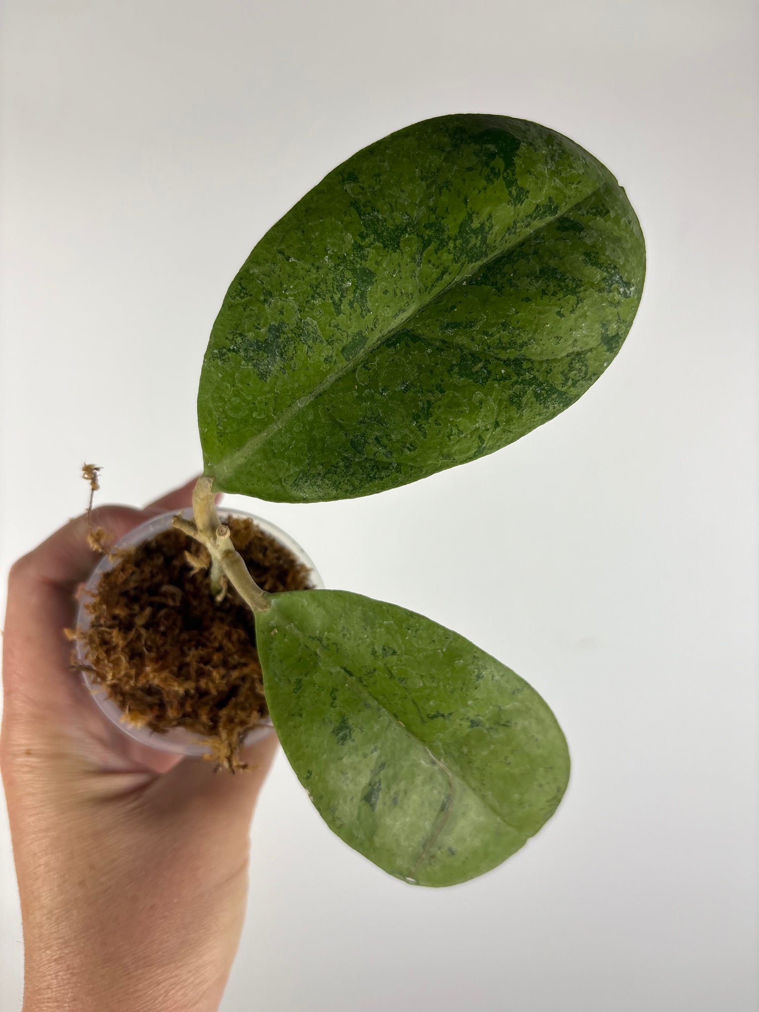 Hoya sp kapuas hulu silver 3