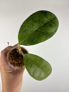 Hoya sp kapuas hulu silver 3